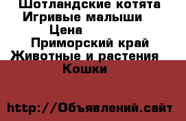 Шотландские котята.Игривые малыши. › Цена ­ 3 500 - Приморский край Животные и растения » Кошки   